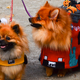 Illustration for article titled The Best Costumes From The Tompkins Square Dog Parade